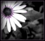 sacred_rose's avatar