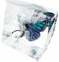 angelammscot's avatar
